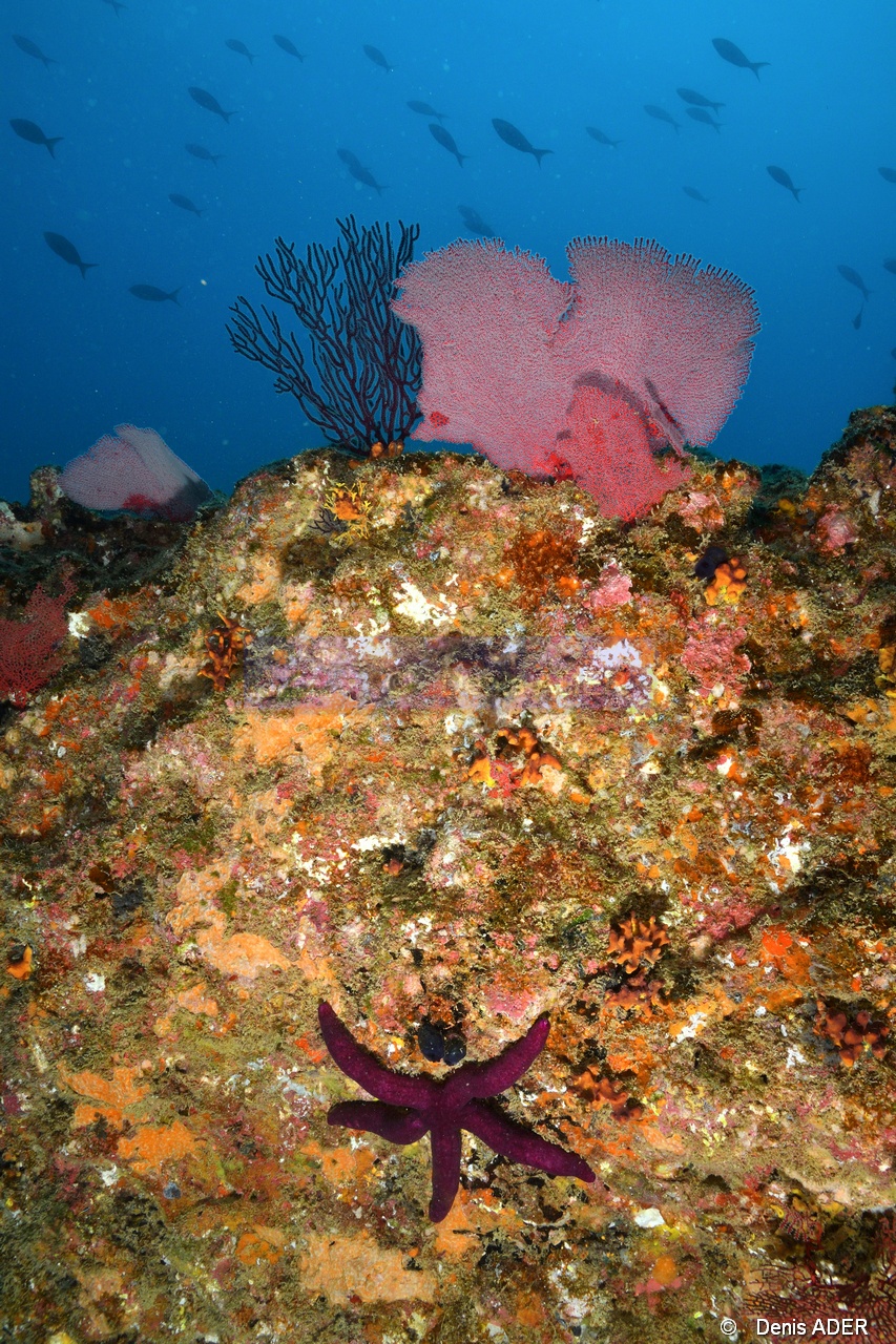 Leister teres-Gorgonia adamsi Gorgone rouge Ambiance PAZ Cabo Pulmo Esperansio-4m-20181101-Denis-ADER-DSC_1718_tn.jpg